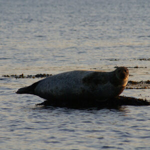 A Seal at Low Tide 